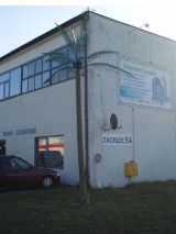 Palma na Zaciszu