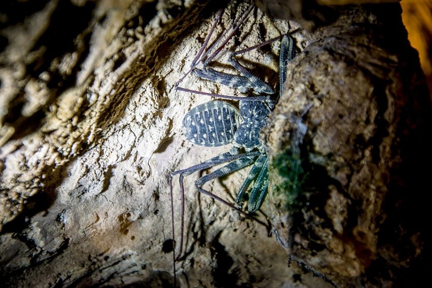 Wałbrzych: Ferie 2020. Skorpiony i pająki na Starej Kopalni (ZDJĘCIA)
