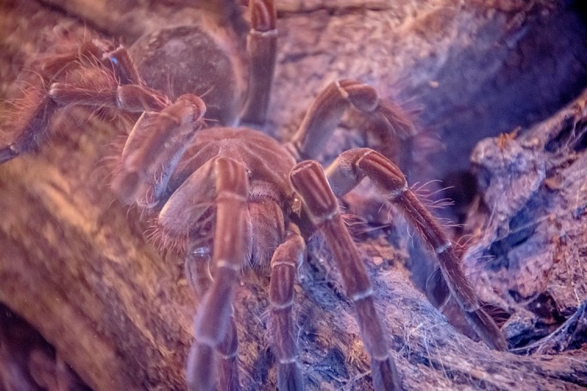 Wałbrzych: Ferie 2020. Skorpiony i pająki na Starej Kopalni (ZDJĘCIA)
