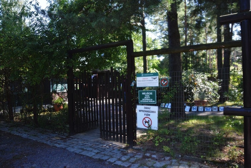 Dereniobranie w Arboretum Leśnym w Stradomi trwa w najlepsze (ZDJĘCIA)