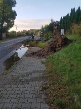 Drzewo przewróciło się na drogę między Kołacinem i Brzezinami