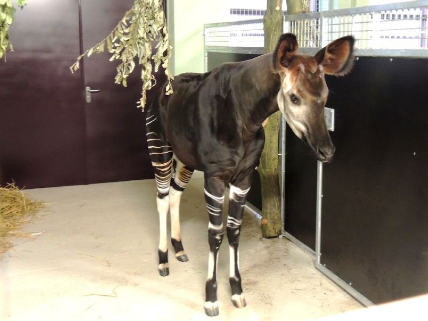 Do wrocławskiego zoo przyjachało okapi [zdjęcia]