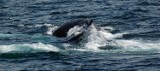 Wieloryb w Zatoce Puckiej. Rybacy z Kuźnicy na KUŹ-47 ścigali wieloryba