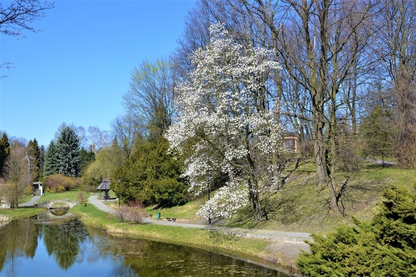 Piękna wiosna w Parku Śląskim