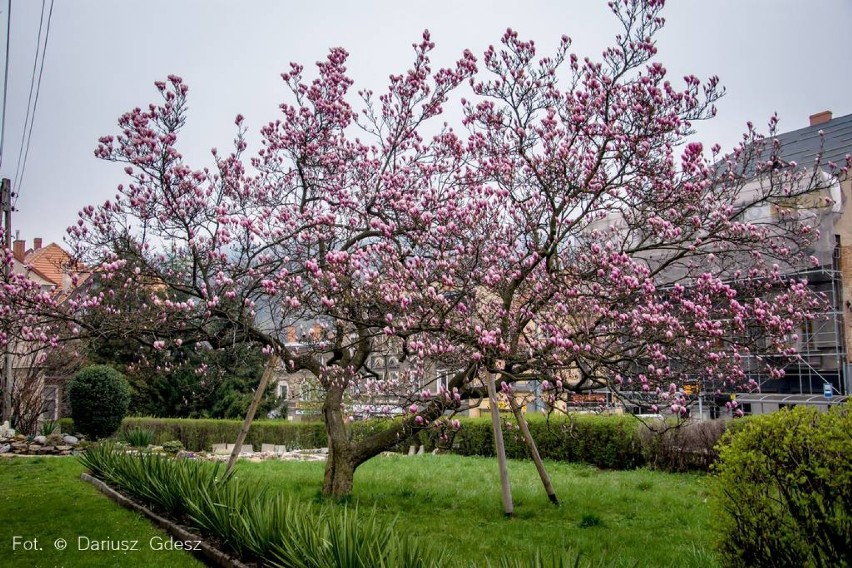Wałbrzych: Zakwitła 200. letnia magnolia na Starym Zdroju [ZDJĘCIA]
