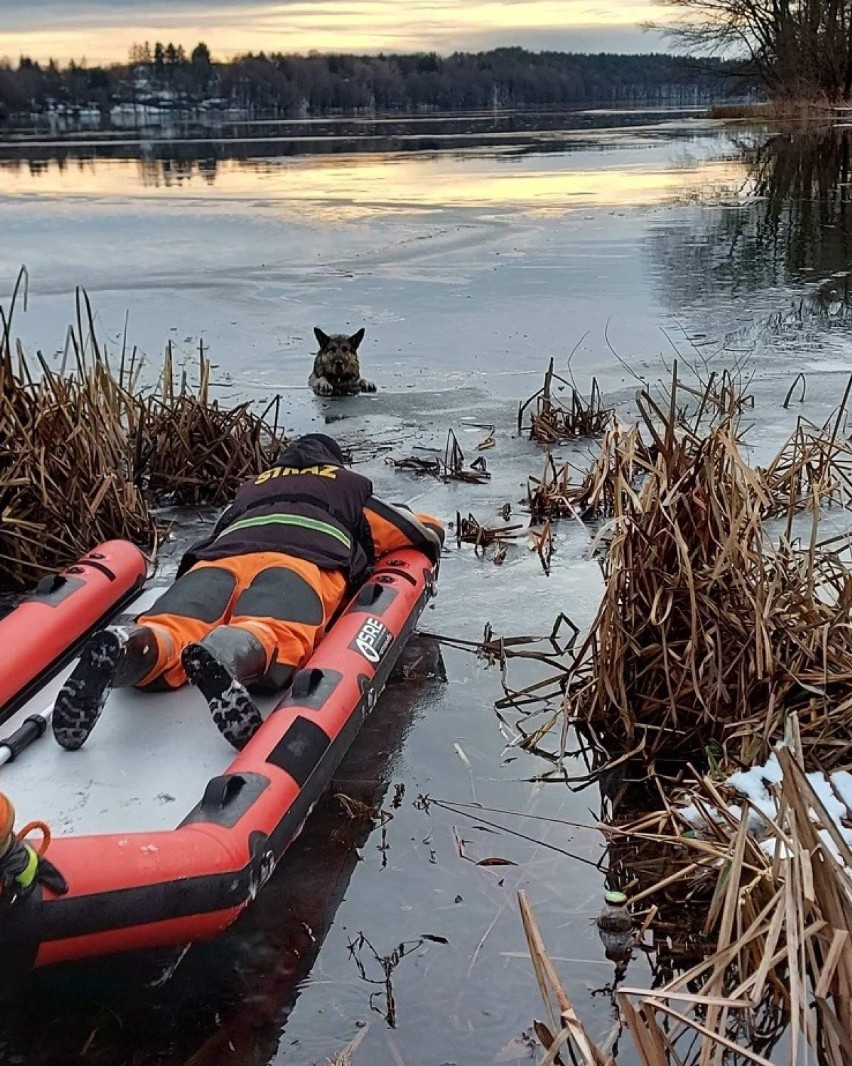 Strażacy z Czaplinka uratowali psa z lodowej pułapki [zdjęcia]