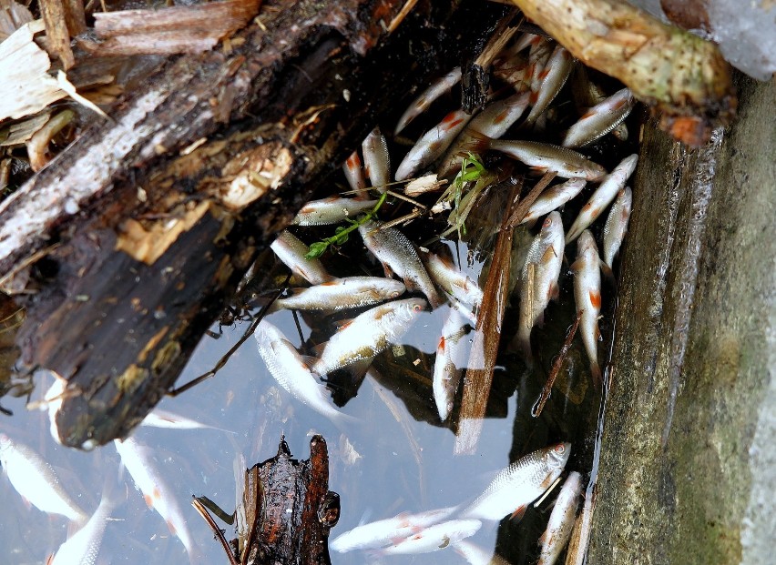 Śnięte ryby w Bugaju w Piotrkowie
