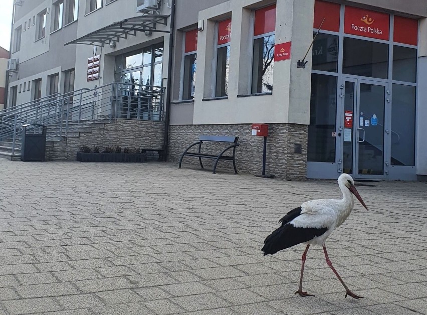 Bociany przy Urzędzie Gminy Trzyciąż