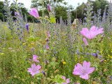 Zobacz jak pięknie kwitnie… To łąka kwietna w Gliwicach. Wiesz gdzie ją znaleźć? Będziesz zdziwiony! ZDJĘCIA