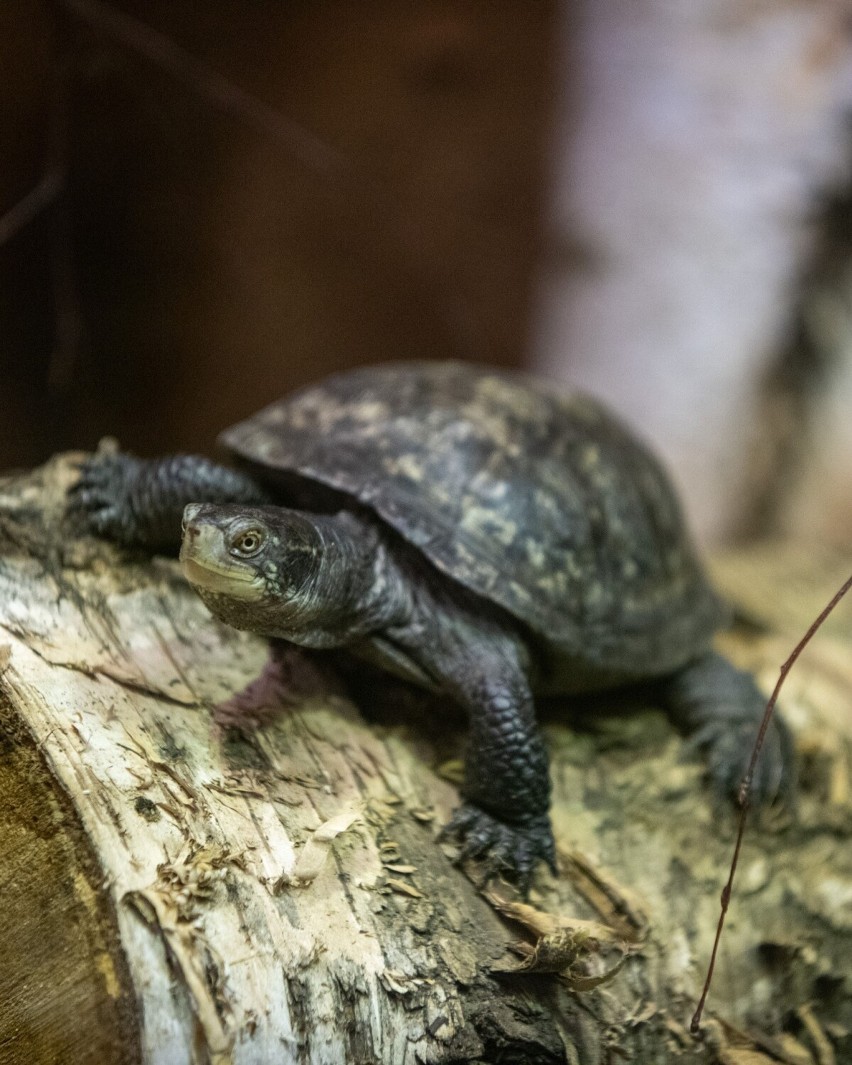 Orientarium w Łodzi. Łódzkie zoo ma nowych lokatorów. Zamieszkały w nim azjatyckie żółwie. Zobaczcie zdjęcia
