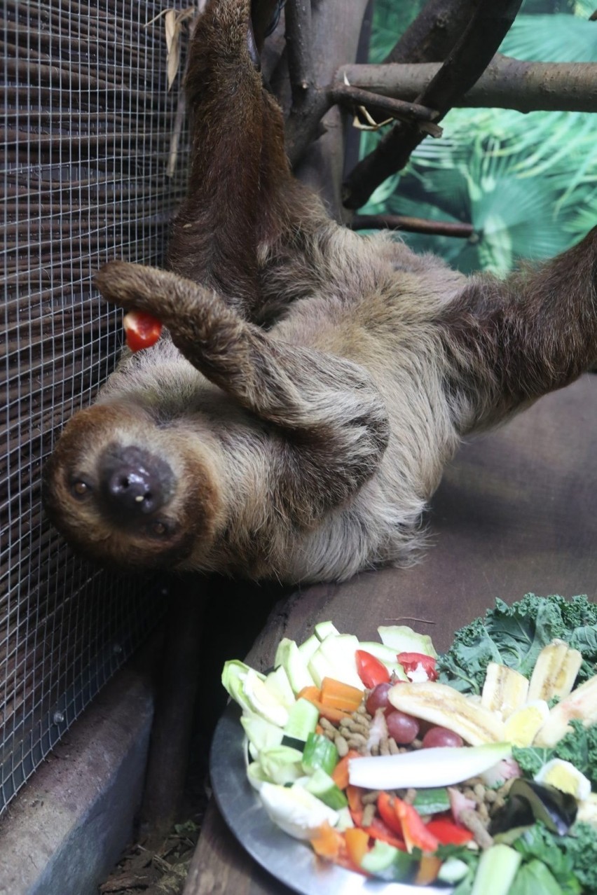 Para leniwców z zoo w Łodzi dostała talerz smakołyków z okazji ich święta. Światowy Dzień Leniwca. ZDJĘCIA