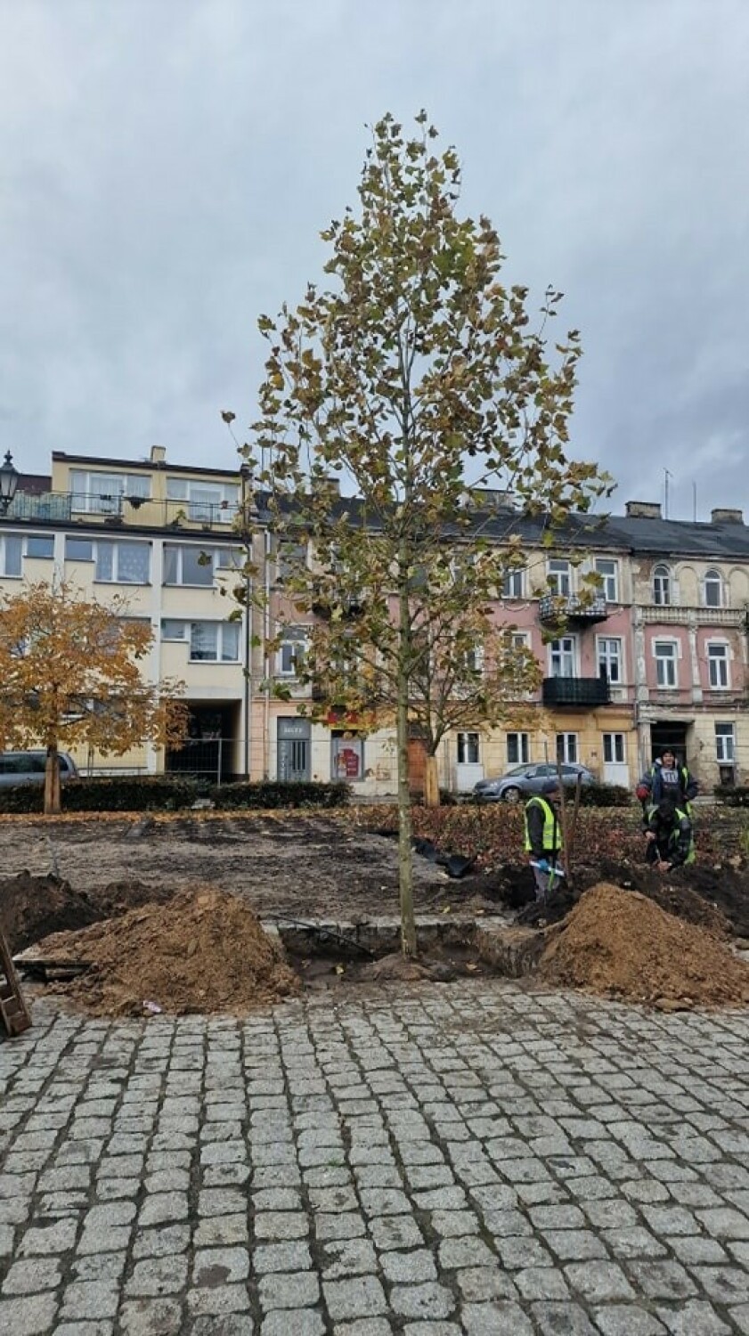 Zasadzono także kilkadziesiąt dużych drzew.