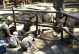 ZOO w Ueckermünde: Są już karnety