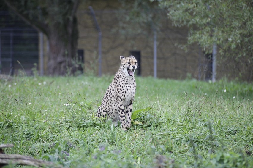 Zoo Opole - ceny, bilety, zwiedzanie