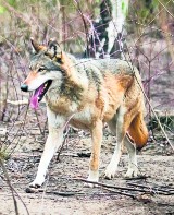 Pierwsze wilki pojawiły się w Nadleśnictwie Wejherowo