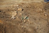 Boża Męka w Grobi została przeszukana przez archeologów