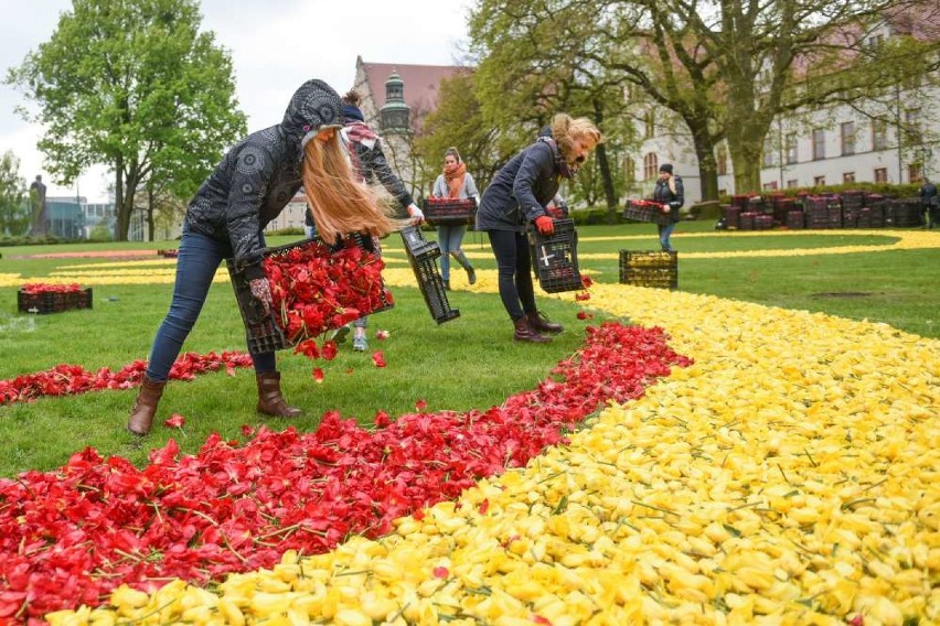 Dywan z tulipanów. W tym roku w kształcie... rowerzysty