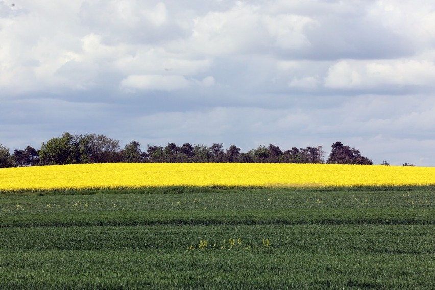 Kwitnące rzepakowe pola w Legnicy i okolicy, zobaczcie zdjęcia