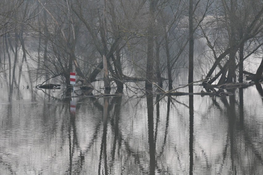 Park Narodowy "Ujście Warty" pod wodą. Warta zalała rozległe...