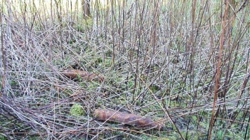 Pociski artyleryjskie w lesie przy Biskupińskiej w Poznaniu