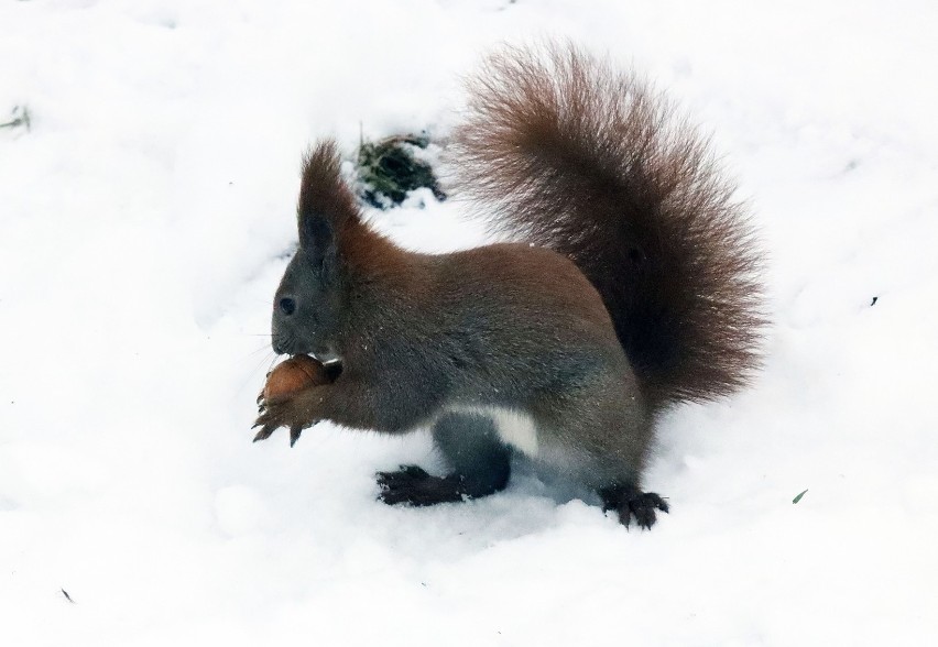 Legnickie wiewiórki wyszły ze swoich kryjówek w poszukiwaniu pokarmu