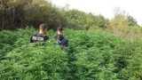 Marihuanowe pole