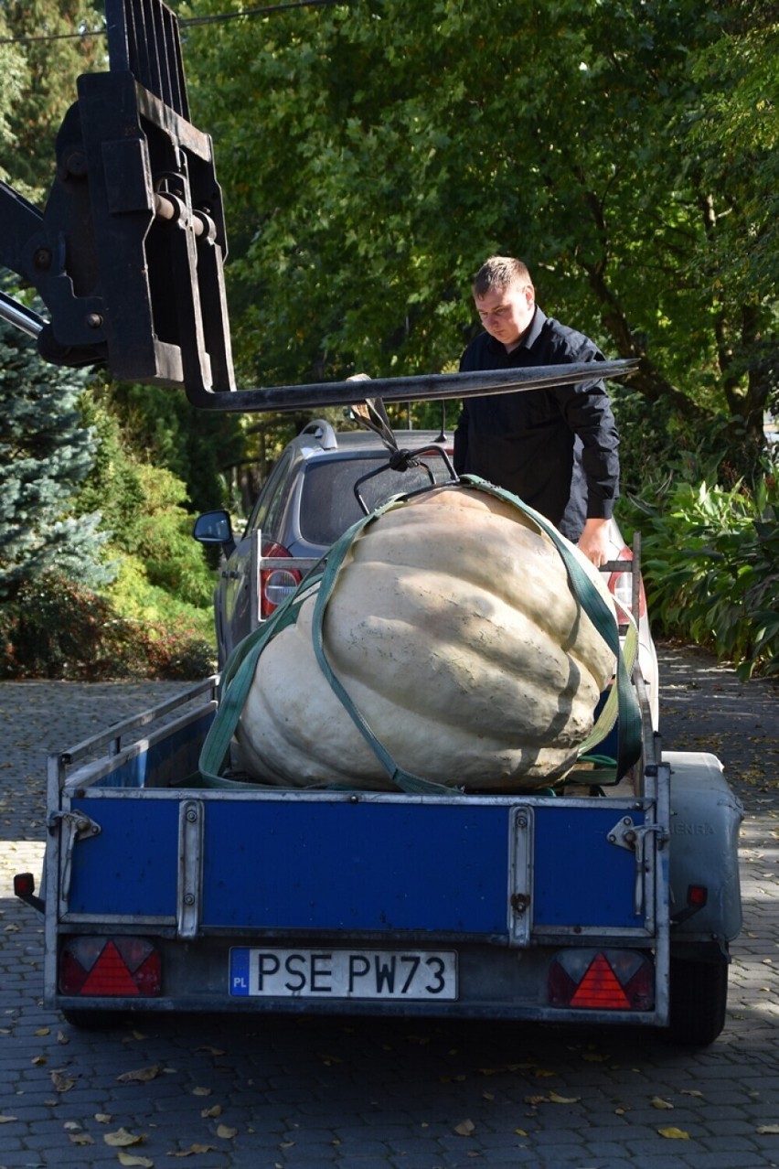 Dzień Korbola w Grzbynie już niedługo. Ile będzie ważyć...