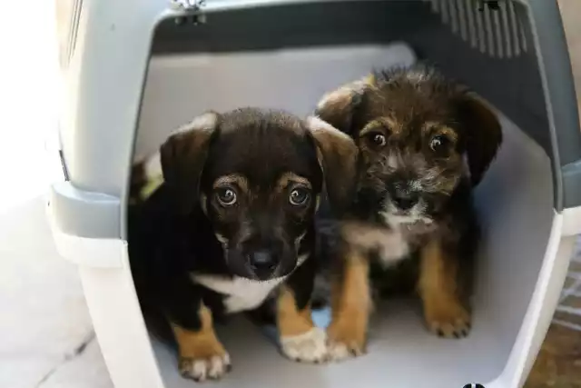 Schronisko Krakowskiego Towarzystwa Opieki nad Zwierzętami wstrzymuje adopcję szczeniąt i kociąt! Dlaczego?