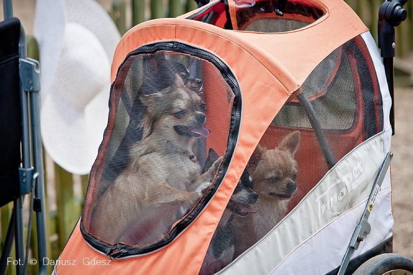 Wystawa psów rasowych w Książu przyciągnęła dziesiątki właścicieli ze zwierzakami pomimo upału (FOTO