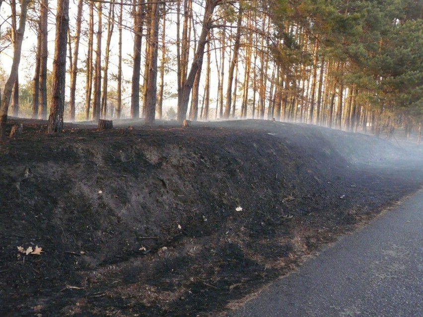 Ogromny pożar traw i lasów w okolicy Szczepocic. Zagrożone są budynki [ZDJĘCIA+FILM]