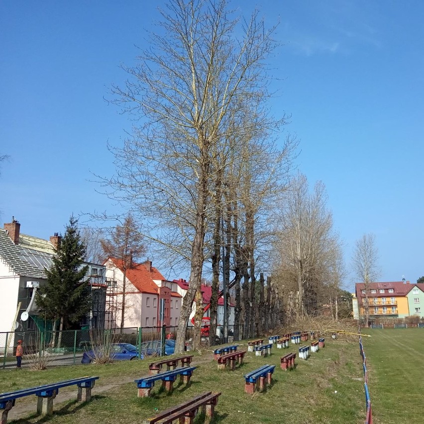 Na terenie OSiR-u w Ustce trwa wycinka drzew [zdjęcia]