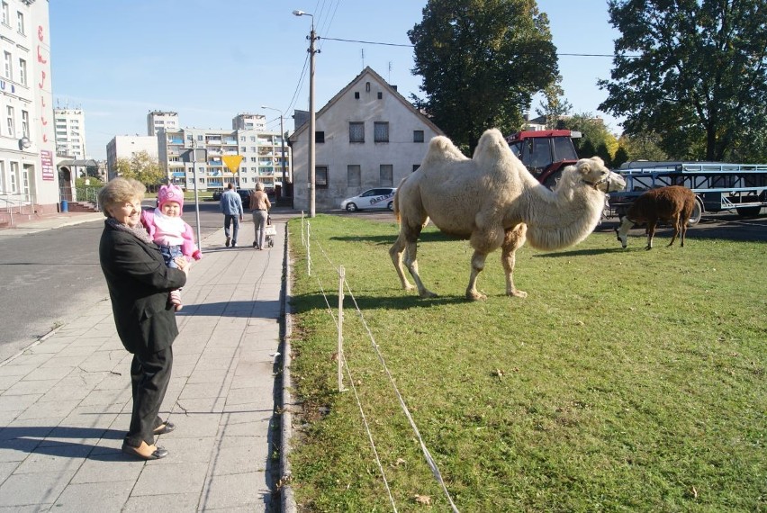 Wielbłądy chodzą po Ostrogu. Przyjechał cyrk