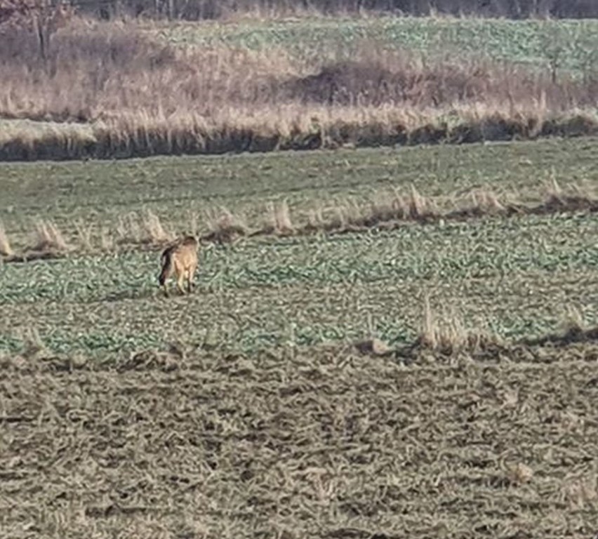 Wilk podchodził pod zabudowania w Tarnowcu. Wyglądał na przestraszonego [FOTO]