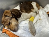 Wyrok za skatowanie psa w Smardzewicach ogłosił Sąd Rejonowy w Tomaszowie