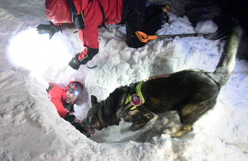 Tatry. Zobaczcie jak ratownicy TOPR i Horskiej Zachrannej Służby szkolą swoje psy lawinowe 