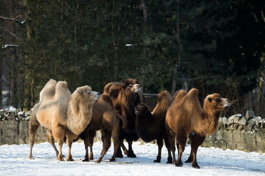 Krakowskie zoo przygotowało bogatą ofertę na czas zimowego...