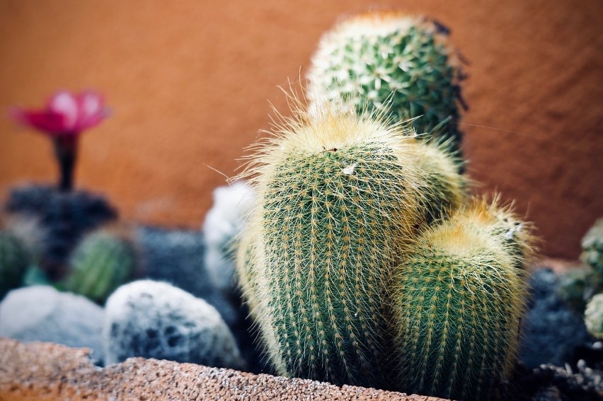 Choć kaktusy kojarzą się z roślinami, które rosną w skwarze,...