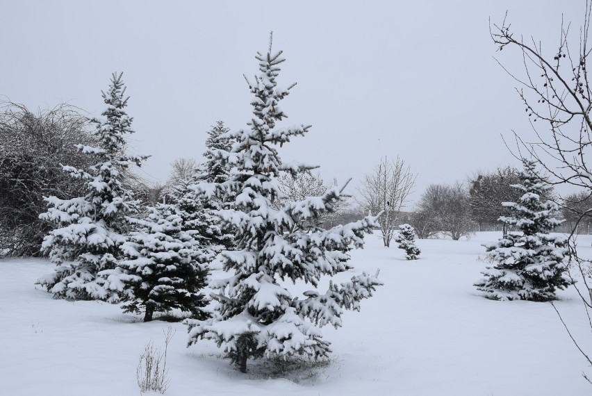 Zimowy, bajkowy krajobraz w chełmskim parku. Zobaczcie zdjęcia