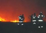 Strażacy gasili pożary lasów