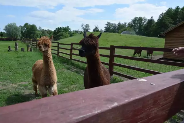 5 urodziny ZOO. Maciuś i Zuzia - zobaczcie nowe zwierzaki!