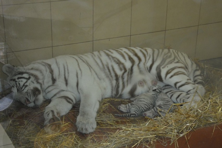 Białe tygrysy w Borysewie