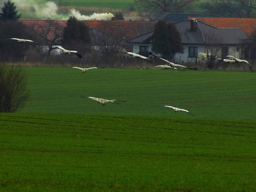 Adam Sobol z Żar zauważył stadko żurawi, które lądowało na...