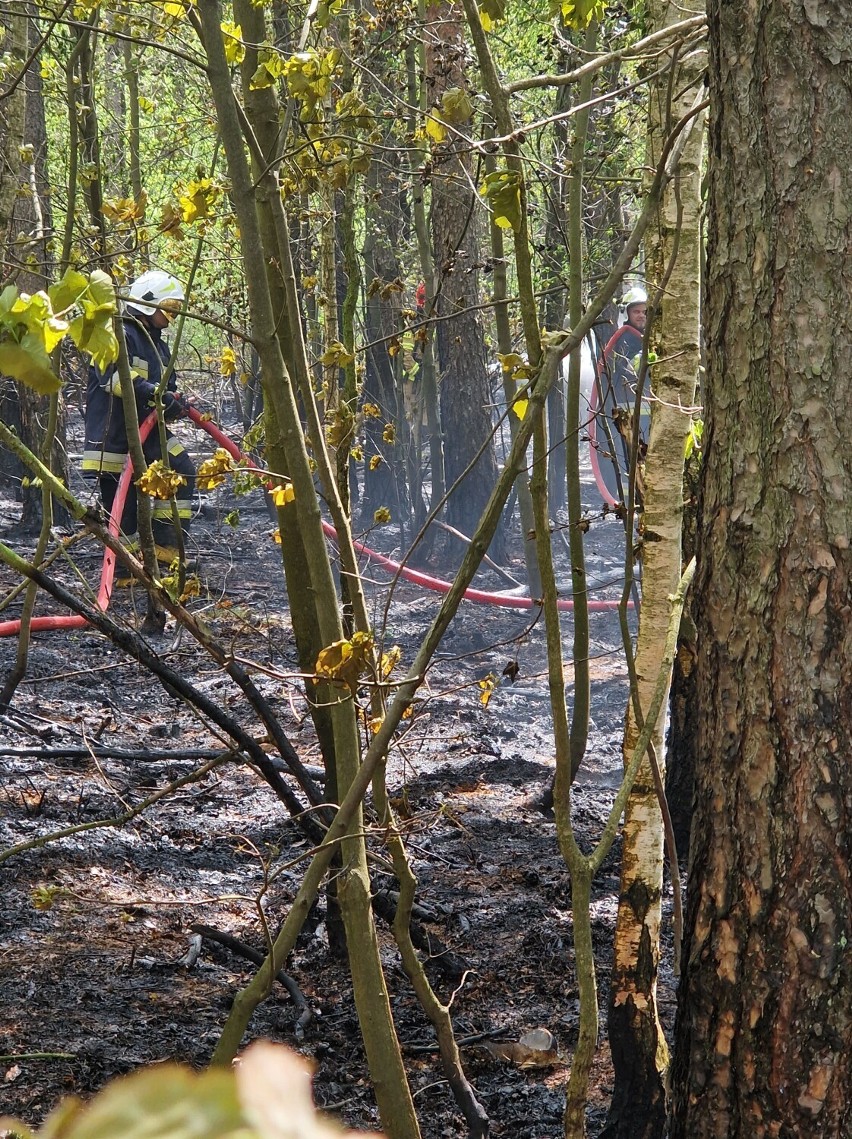 Gmina Powidz: Palił się las w Wylatkowie. Na miejscu działał także samolot gaśniczy