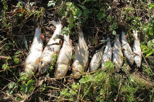 Gorlice: martwe ryby w potoku Moszczanka [ZDJĘCIA]