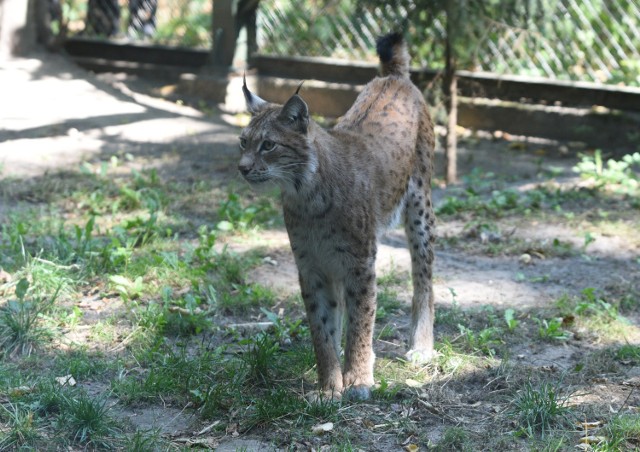 Mały ryś w zoo w Łodzi. Pierwszy spacer