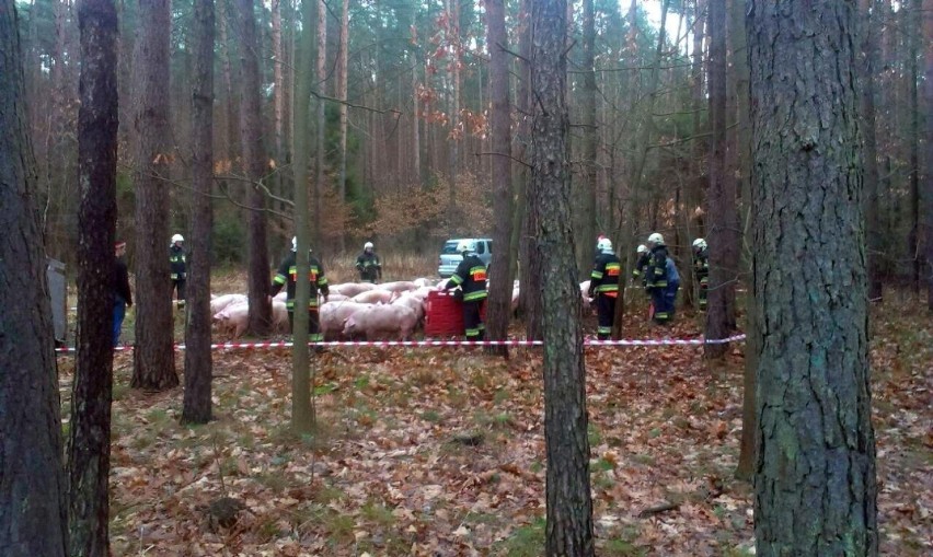 Wypadek na DK-45. Stado świń w lesie