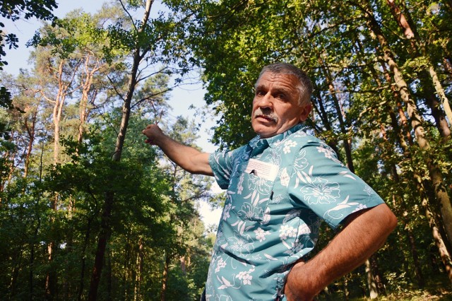 Jan Gajda z Podstoły wskazuje jedno z pochylonych drzew, którego korona opiera się o inne drzewa