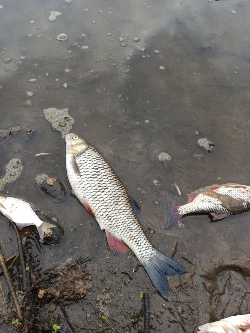 Wędkarze nadsyłają zdjęcia śniętych ryb w Odrze. Tych są...