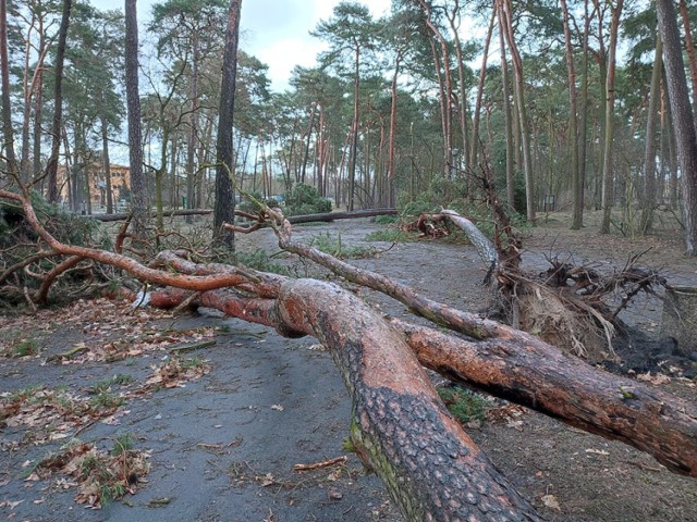 Wichura połamała i powyrywała z korzeniami drzewa w parku na os. Leśnym w Bydgoszczy
