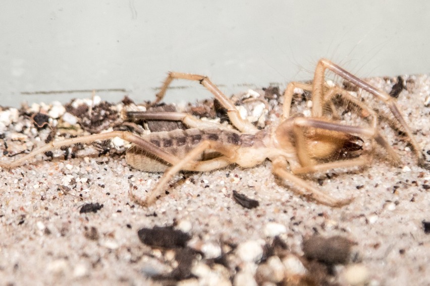 Fascynujący Świat Pająków i Skorpionów. Przerażająca wystawa w Pałacu Kultury i Nauki [ZDJĘCIA]